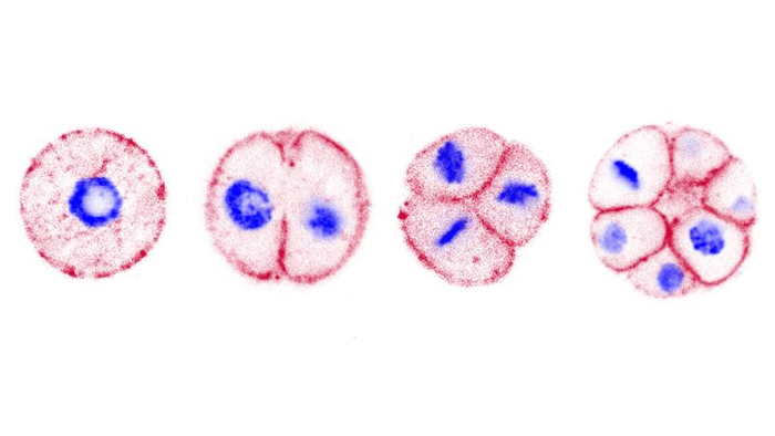 Immagini dello sviluppo multicellulare dell'ittiosporio Chromosphaera perkinsii, un parente stretto degli animali. In rosso, le membrane e in blu i nuclei con il loro DNA. L'immagine è stata ottenuta utilizzando la microscopia di espansione.