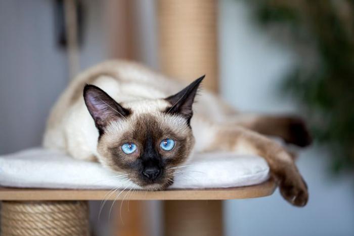 gatto siamese sdraiato su un albero per gatti e fissando direttamente la fotocamera con occhi blu pallido