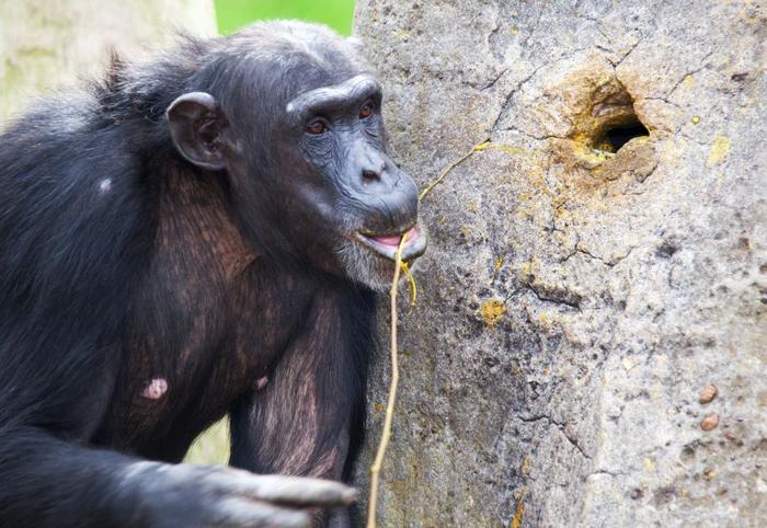 scimpanzé che usa un rametto come strumento per estrarre termiti da un buco nel tronco di un albero