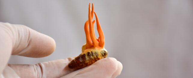 cordyceps che cresce su un bruco