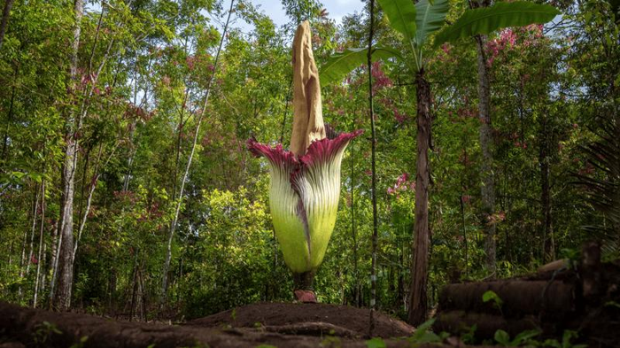 corpse-flower-smell-m.png