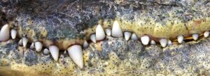 I denti e i lati della mascella di un coccodrillo o di un alligatore molto ravvicinati.