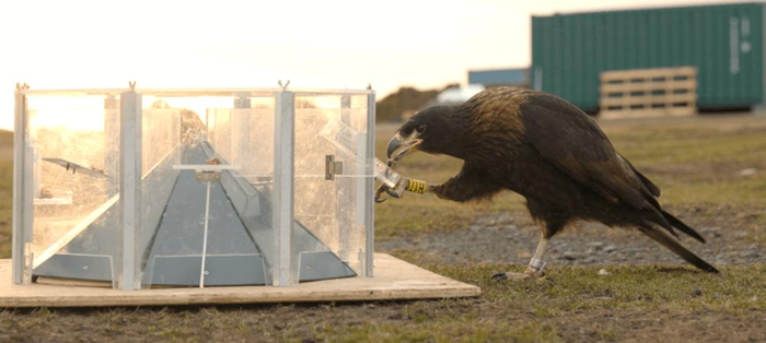 Dei caracara striati che affrontano uno dei puzzle delle scatole.