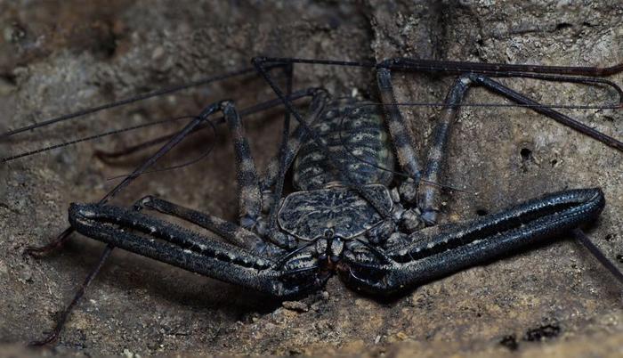 Ragno nero in un'area di pietra. La creatura ha pedipalpi anteriori piegati e sei zampe. Ha anche lunghe antenne sottili simili a fruste intorno alla testa.