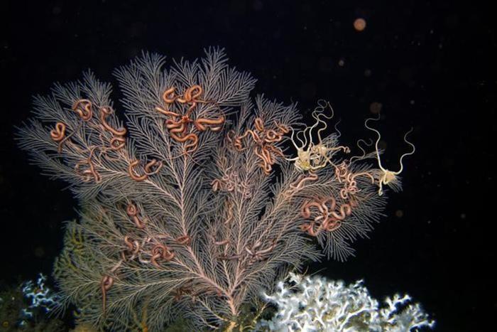 deep-sea-coral-callogorgia-delta-and-pink-coloured-brittle-stars-in-the-gulf-of-mexico-m.jpg