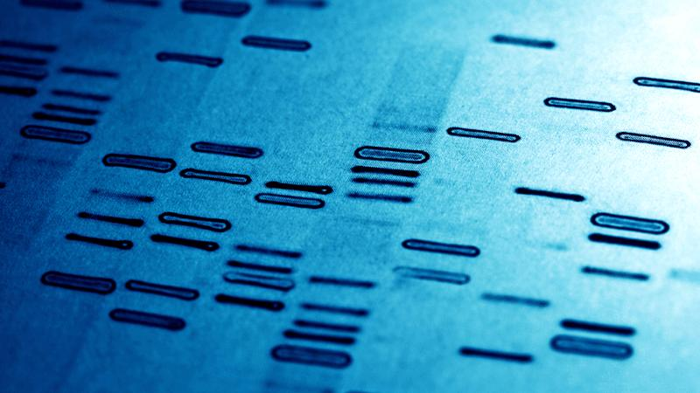 un'impronta genetica del DNA