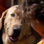 La Sincronia Neurale tra Cani e Umani: Una Scoperta Rivoluzionaria