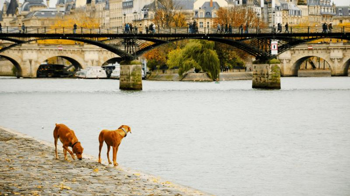 due cani che guardano sull'acqua della Senna