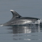 Delfino scuoiato sulle spiagge del New Jersey