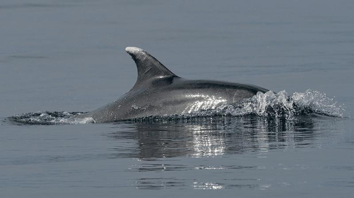 Un delfino che spunta una pinna dall'acqua.