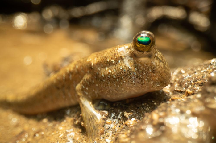 un mudskipper sul fango, ha un corpo sabbioso e grandi occhi tondi