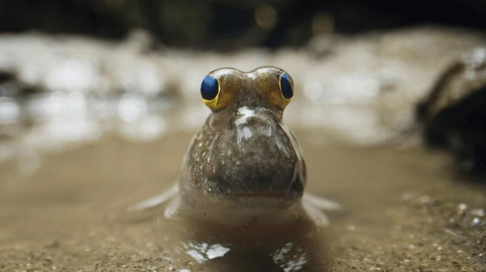 un mudskipper dalle branchie scure nelle acque basse, sul fango, ha grandi occhi