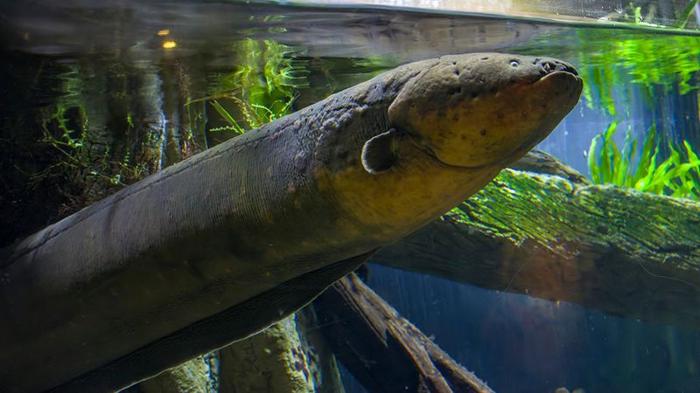 electric-eel-m.jpg