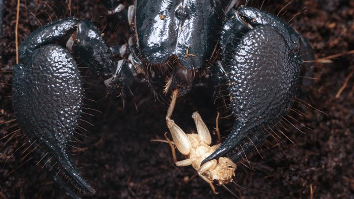 l'imperatore scorpione che mangia un grillo