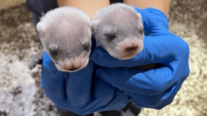 cuccioli in pericolo di estinzione del clone di puzzola dai piedi neri, hanno teste bianche pelose