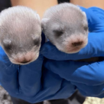 Nascita storica: Clonati cuccioli di puzzola dai piedi neri