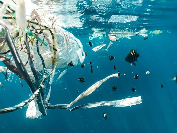 Un pesce che nuota accanto alla plastica in mare.