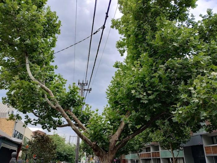 La chioma di questo albero stradale è stata potata per garantire lo spazio necessario attorno alle linee elettriche