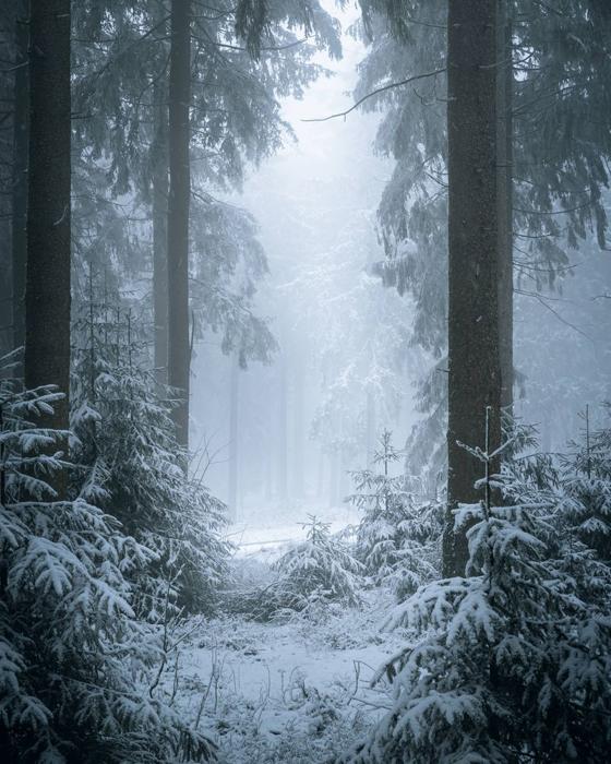 La foto mostra una foresta in inverno. Gli alberi in primo piano sono coperti di neve e la radura verso il centro della scena è densa di nebbie.