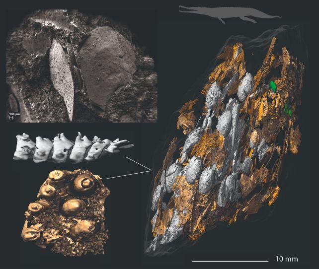 L'ascesa dei dinosauri può essere tracciata nelle loro feci fossilizzate