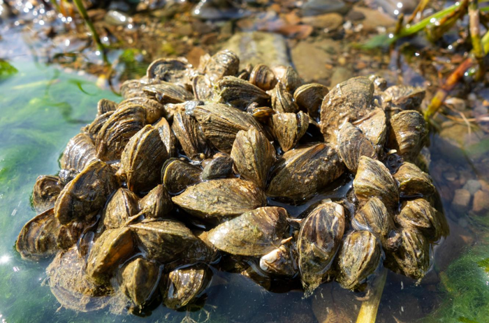 Cozze d'acqua dolce attaccate a una pietra vicino al lago.