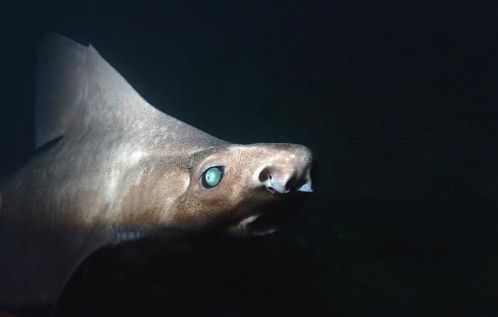 Una foto ravvicinata dello squalo ruvido angolare scattata sott'acqua. Il volto marrone chiaro dell'animale è visibile con un occhio blu-verde ma la pelle che corre lungo la sua schiena e sopra la sua pinna dorsale è pallida e grigia.