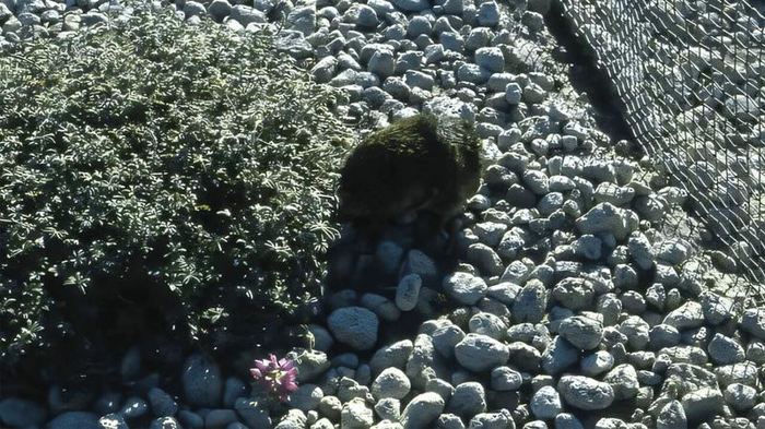 gopher-on-mount-st-helens-m-1.png