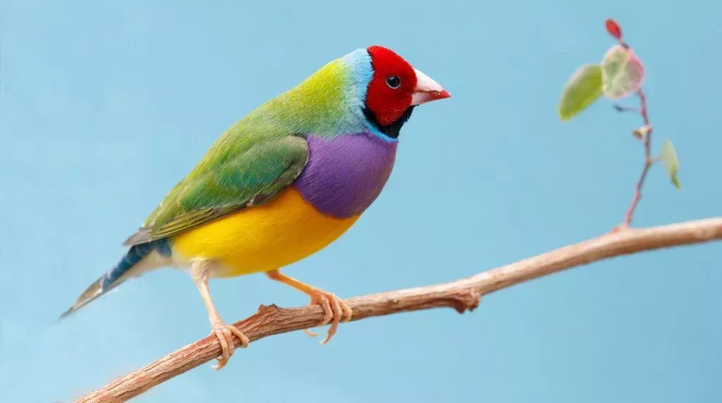 gouldian-finch-chloebia-gouldiae-1024x572-1-1.webp