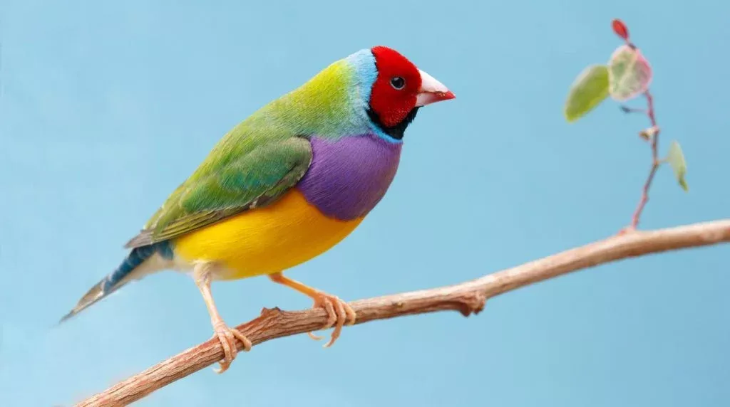 gouldian-finch-chloebia-gouldiae-1024x572-1.webp