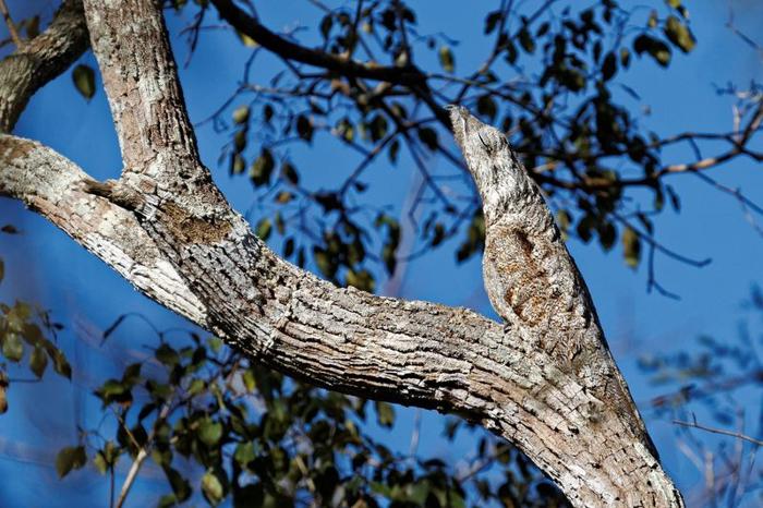 Un grande potoo è nella famosa posa di congelamento su un ramo. Le piume sono estremamente ben mimetizzate, facendo sembrare che l'uccello faccia parte dell'albero.