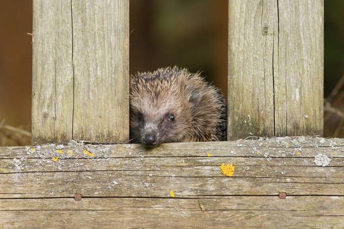 Il piccolo riccio europeo guarda attraverso un varco in una recinzione di legno.