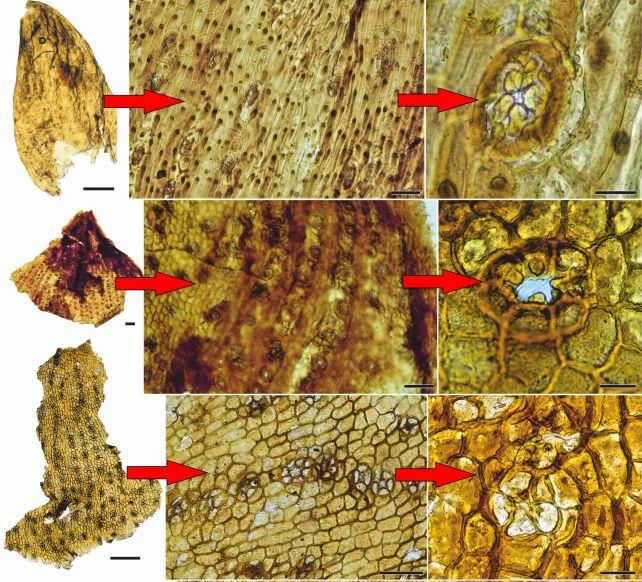 L'ascesa dei dinosauri può essere tracciata nelle loro feci fossilizzate