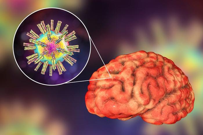 Illustrazione 3D di un cervello umano con uno zoom su un'immagine che mostra una rappresentazione 3D di una particella di virus dell'herpes