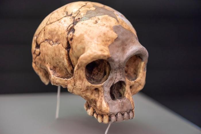 Cranio di Homo floresiensis