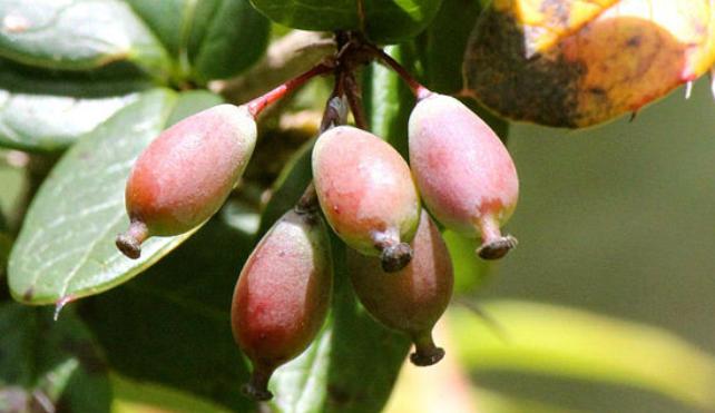 bacche di berberis indiane