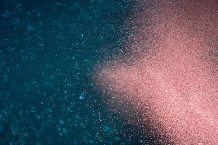 sciame di krill in milioni creano una nuvola rosa in acqua