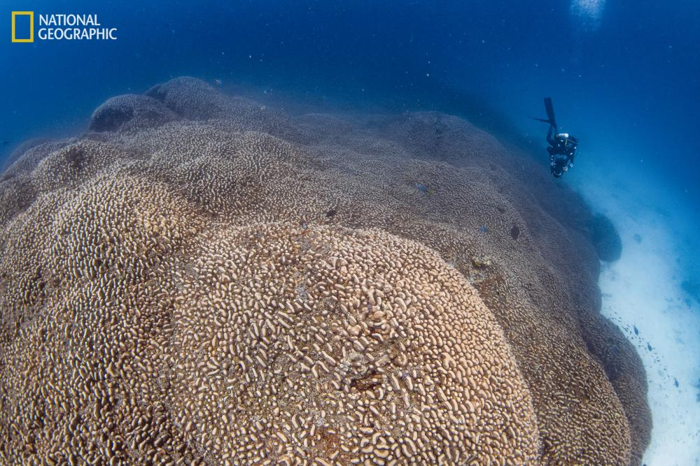 corallo gigante con un subacqueo per scala