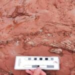 Rivenuto il fossile di un animale sconosciuto vissuto prima dei dinosauri