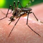 Impatto del cambiamento climatico sull’aumento dei casi di dengue nel 2024