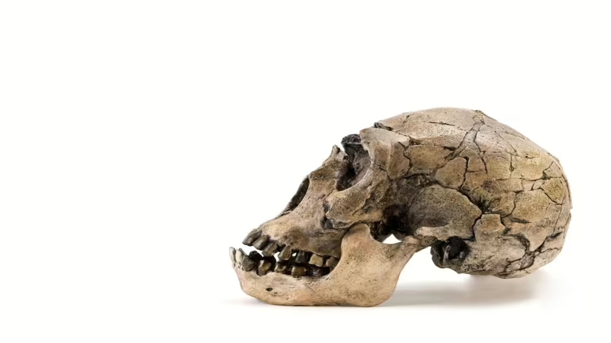 neanderthal-homo-sapiens-big-heads-extinct-species-5793706_1-1-1.jpg