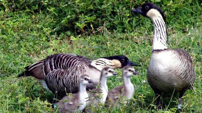 una famiglia di nene, o oche hawaiane - ci sono due uccelli adulti, che hanno piume grigio-marroni, e tre pulcini, che sono grigi, bianchi e soffici