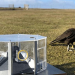 L’intelligenza straordinaria dei caracara striati delle Isole Falkland