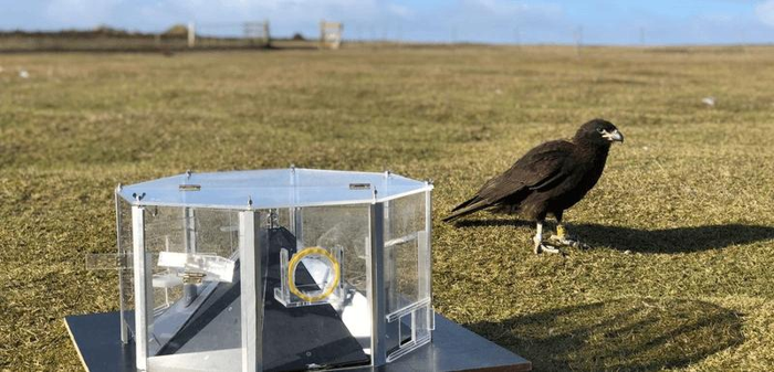 Un caracara striato che finge molto duramente di non essere interessato alla scatola del puzzle che desidera disperatamente risolvere.