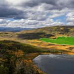 Pando: Il Gigante Clonale della Natura