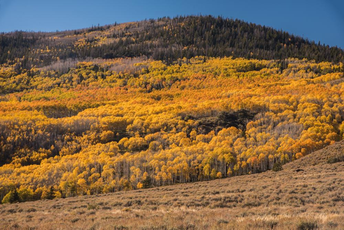 pando gigante clonante aspen si diffonde lungo il pendio, le foglie sono gialle