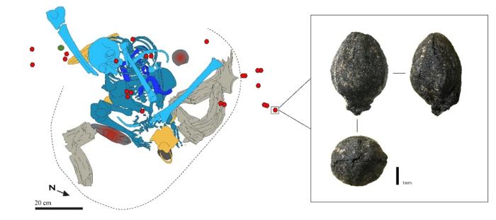 Illustrazione dell'Individuo 14 (in blu) insieme al suo nucleo di corno di pecora di Barbary (in grigio), pietra con ocra (in grigio scuro e rosso), ossa di animale (in giallo) e frammenti di pianta di Ephedra (come punti rossi).