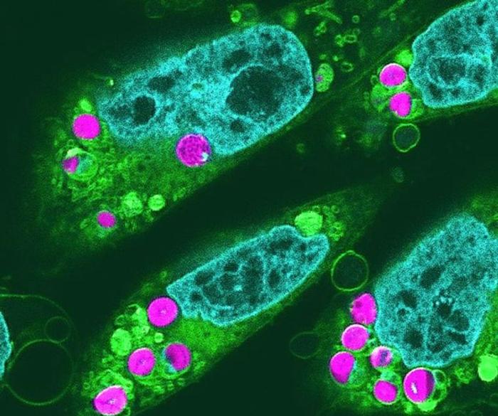 Cellule animali con cloroplasti