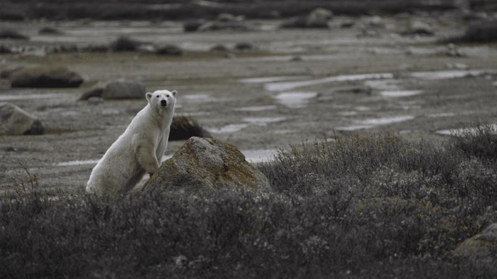 un orso polare in attesa che il ghiaccio marino riappaia così può andare a cacciare