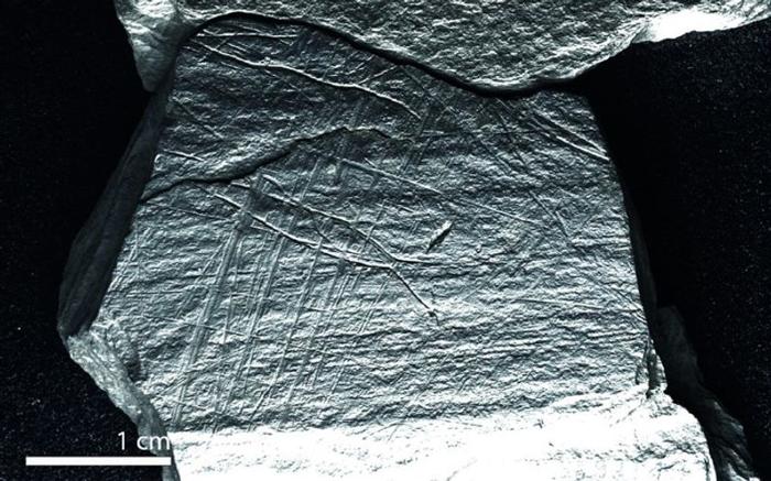 Incisione di un pesce in una rete di 15.800 anni fa