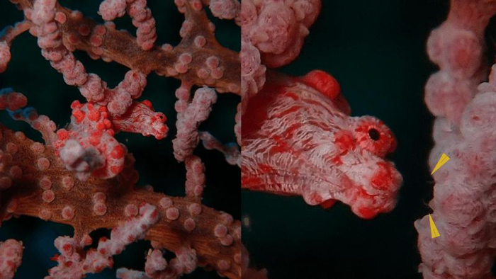 pygmy-seahorse-worm-m.png